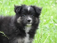 Tater, a male Toy Australian Shepherd for sale in Bloomfield, IA – 1 of 5