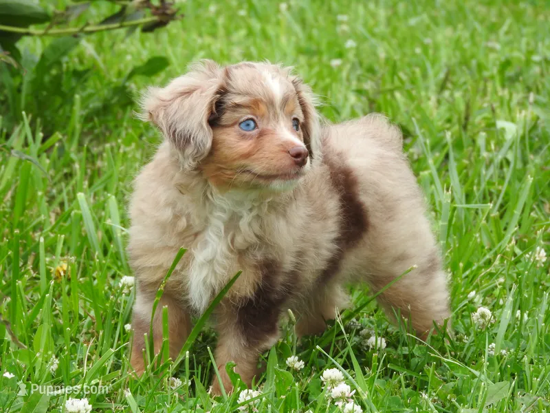 Little Red – Toy Australian Shepherd puppy for sale in Bloomfield, IA
