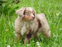 Little Red, a female Toy Australian Shepherd for sale in Bloomfield, IA – 1 of 7