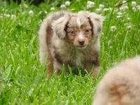 Little Red, a female Toy Australian Shepherd for sale in Bloomfield, IA – 6 of 7