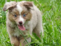 Sassy, a female Toy Australian Shepherd for sale in Bloomfield, IA – 5 of 6