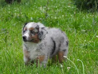 Blue Bell, a female Toy Australian Shepherd for sale in Bloomfield, IA – 7 of 7