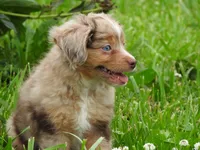 Little Red, a female Toy Australian Shepherd for sale in Bloomfield, IA – 3 of 7