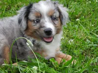 Blue Bell, a female Toy Australian Shepherd for sale in Bloomfield, IA – 2 of 7
