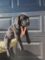 ROOSTER, a male Cane Corso for sale in Gillette, WY – Photo 1 of 4