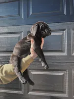 ROOSTER, a male Cane Corso for sale in Gillette, WY – Photo 2 of 4