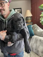 ROOSTER, a male Cane Corso for sale in Gillette, WY – Photo 3 of 4