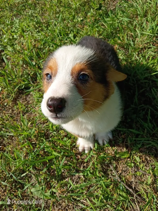 Patrick – Pembroke Welsh Corgi puppy for sale in Dover, FL