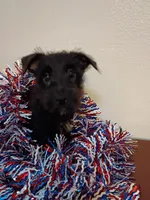 Corry, a male Cairn Terrier for sale in Dover, FL – 2 of 3