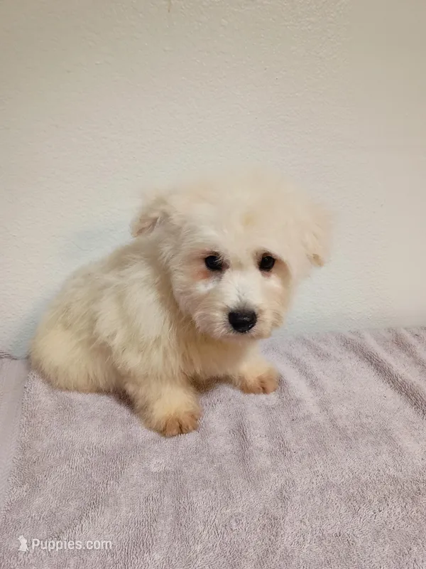 McGiver – West Highland White Terrier puppy for sale in Dover, FL