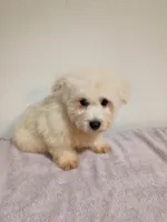 McGiver, a male West Highland White Terrier for sale in Dover, FL – 1 of 3