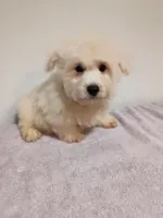 McGiver, a male West Highland White Terrier for sale in Dover, FL – 2 of 3