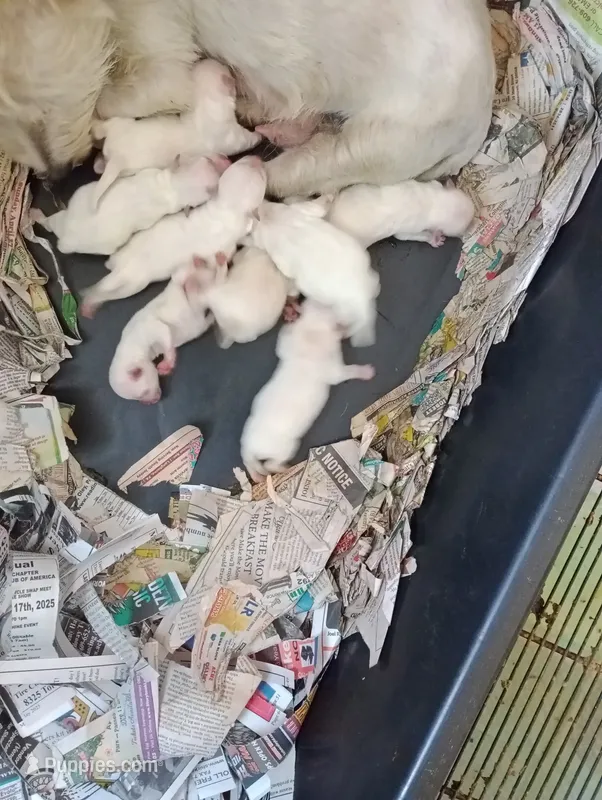 New Babies – West Highland White Terrier puppy for sale in Dover, FL