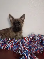 Colt, a male Cairn Terrier for sale in Dover, FL – 2 of 3