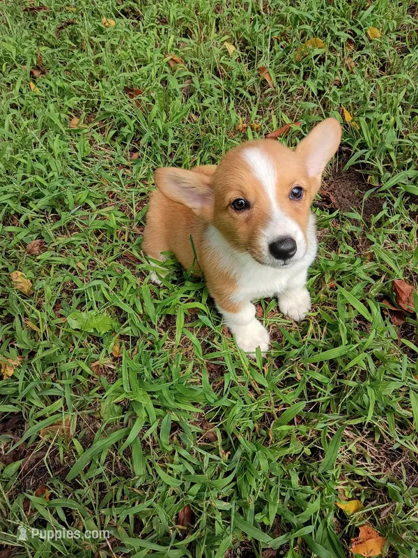 Ping – Pembroke Welsh Corgi puppy for sale in Dover, FL