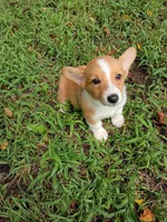 Ping, a female Pembroke Welsh Corgi for sale in Dover, FL – 1 of 1