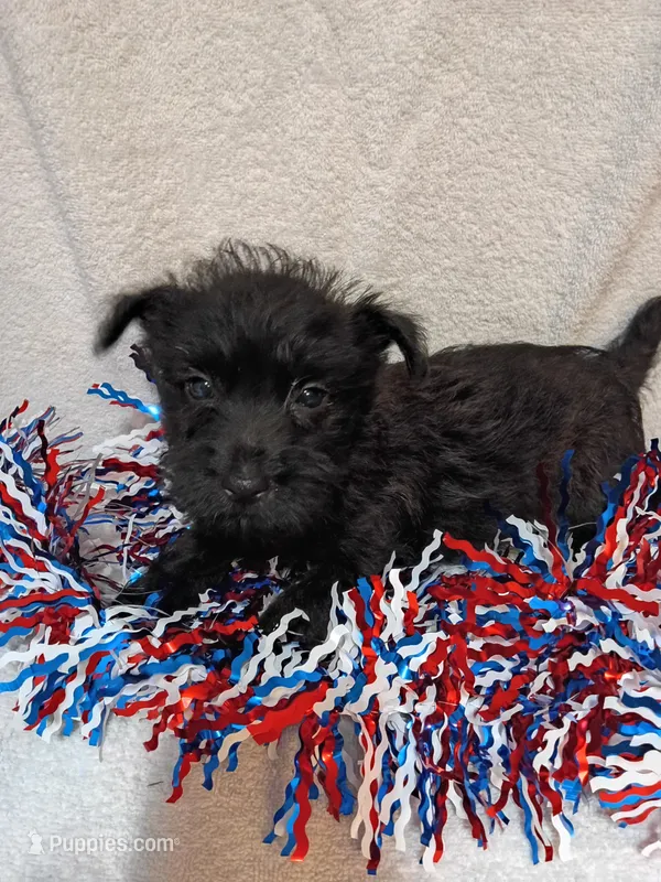 Cassie – Cairn Terrier puppy for sale in Dover, FL