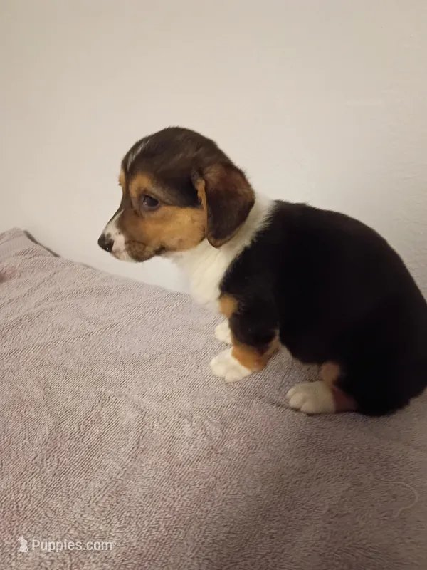 Patti.  AKC – Pembroke Welsh Corgi puppy for sale in Dover, FL
