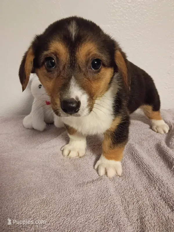 Patti.  AKC – Pembroke Welsh Corgi puppy for sale in Dover, FL