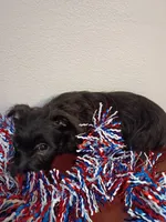 Corry, a male Cairn Terrier for sale in Dover, FL – 3 of 3