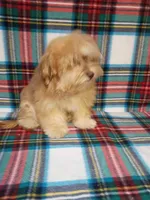 Iggy AKC full Registration , a male Havanese for sale in Dover, FL – 3 of 5