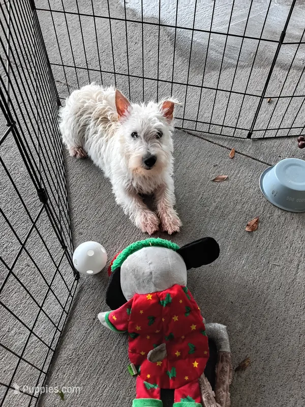 McTavish  – West Highland White Terrier puppy for sale in Dover, FL