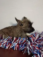 Colt, a male Cairn Terrier for sale in Dover, FL – 3 of 3