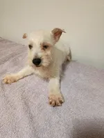 Kink, a male West Highland White Terrier for sale in Dover, FL – Photo 2 of 3