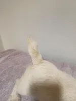 Kink, a male West Highland White Terrier for sale in Dover, FL – Photo 3 of 3