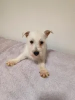 Kink, a male West Highland White Terrier for sale in Dover, FL – Photo 1 of 3