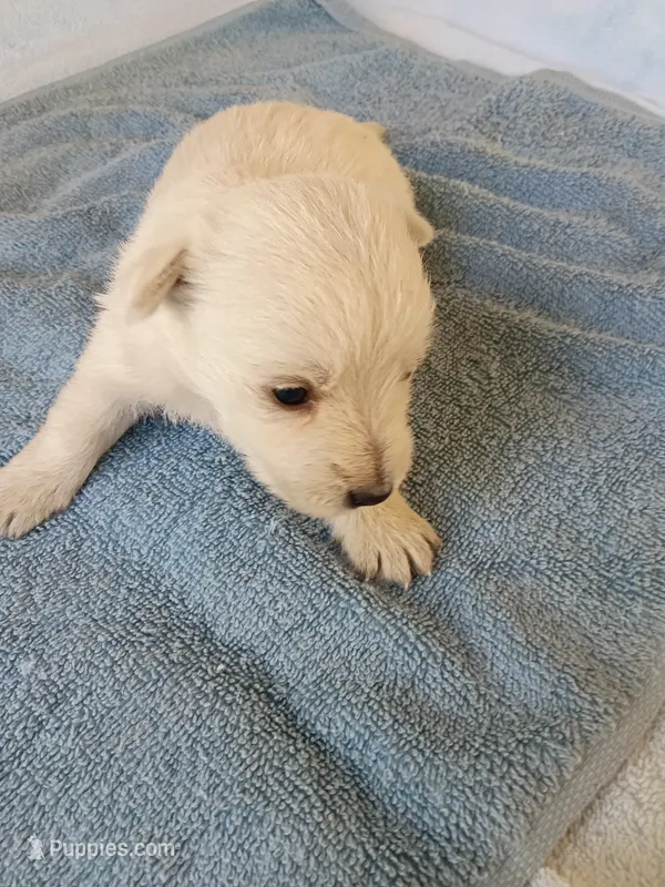 Wayne – West Highland White Terrier puppy for sale in Dover, FL