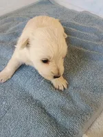 Wayne, a male West Highland White Terrier for sale in Dover, FL – 1 of 1
