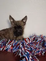 Colt, a male Cairn Terrier for sale in Dover, FL – 1 of 3