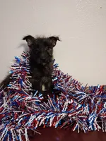 Charles , a male Cairn Terrier and West Highland White Terrier for sale in Dover, FL – 3 of 3