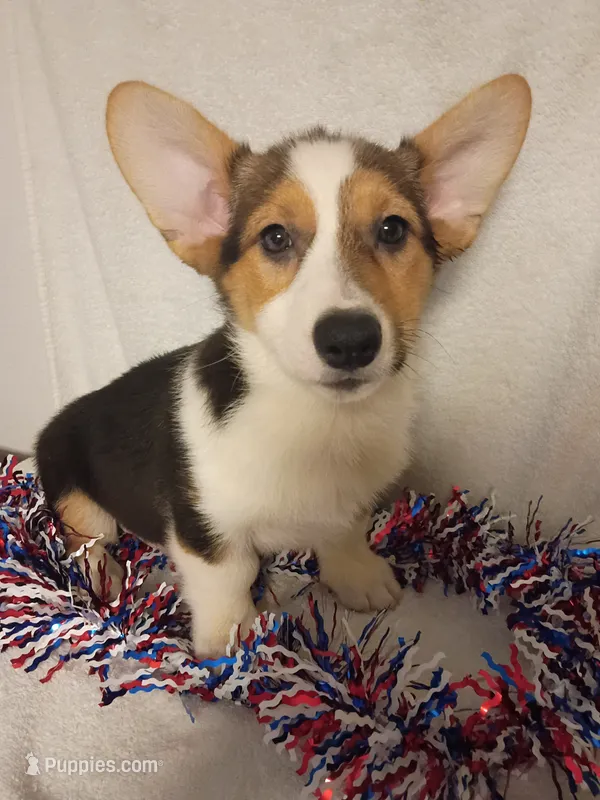 Patrick – Pembroke Welsh Corgi puppy for sale in Dover, FL