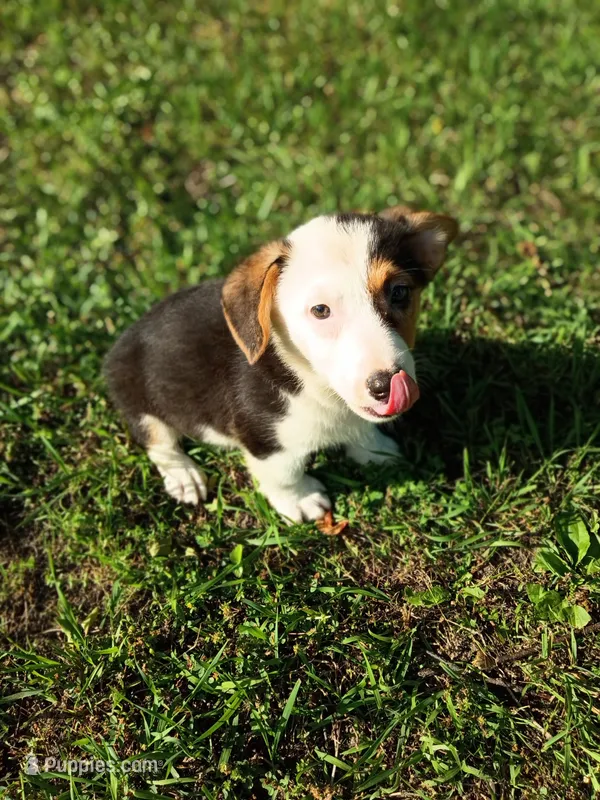 Patrick – Pembroke Welsh Corgi puppy for sale in Dover, FL