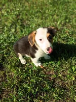 Patrick, a male Pembroke Welsh Corgi for sale in Dover, FL – 1 of 1