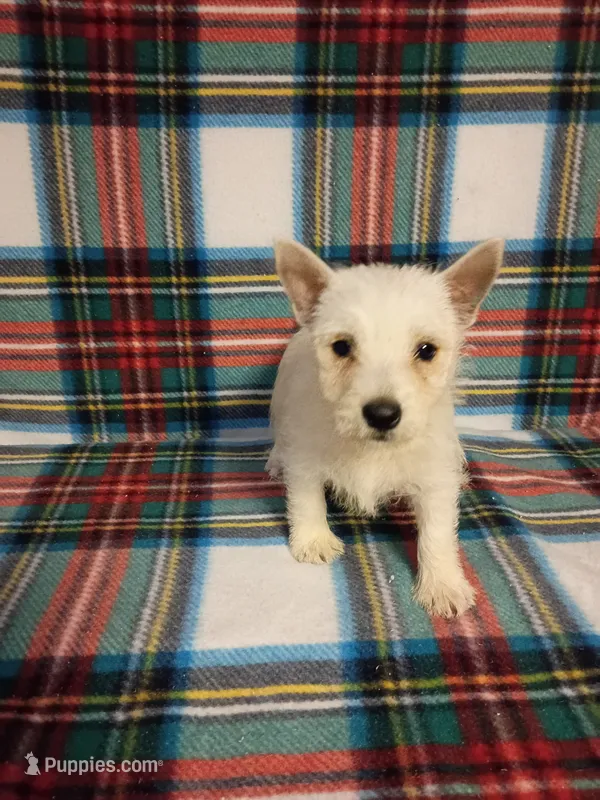 Wendy – West Highland White Terrier puppy for sale in Dover, FL
