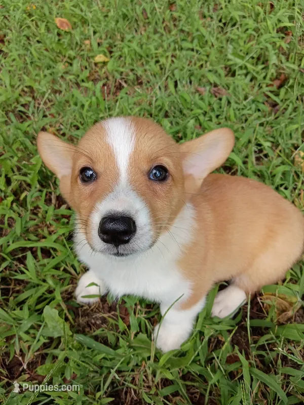 Pong – Pembroke Welsh Corgi puppy for sale in Dover, FL