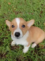 Pong, a female Pembroke Welsh Corgi for sale in Dover, FL – 1 of 1