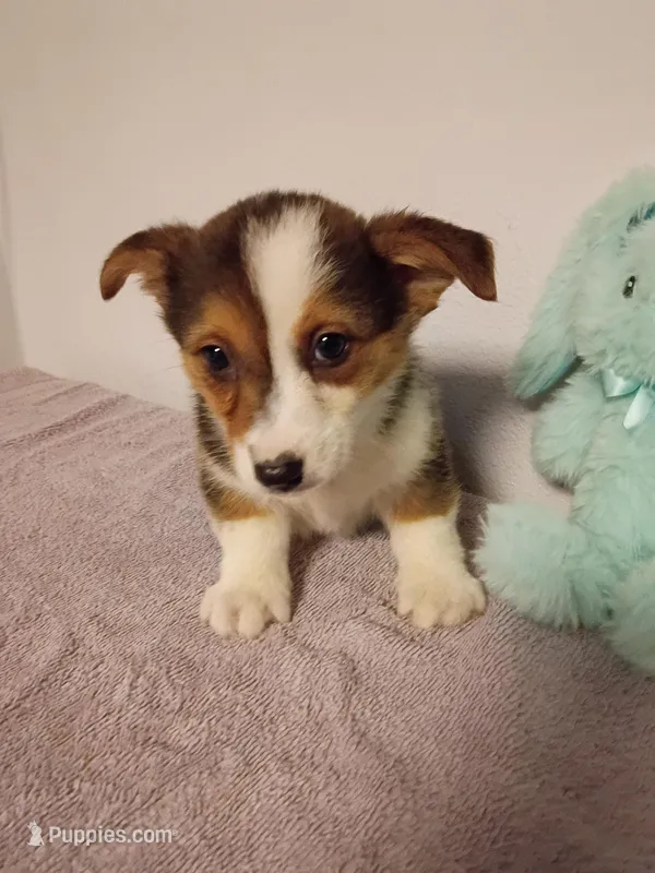 Porter.  AKC – Pembroke Welsh Corgi puppy for sale in Dover, FL
