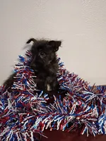 Coal, a male Cairn Terrier for sale in Dover, FL – 3 of 3