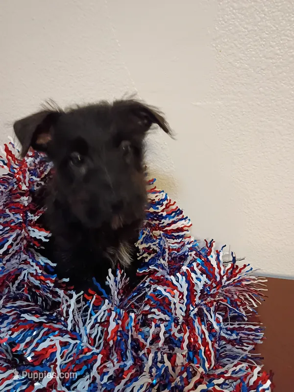 Corry – Cairn Terrier puppy for sale in Dover, FL