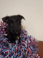 Corry, a male Cairn Terrier for sale in Dover, FL – 1 of 3