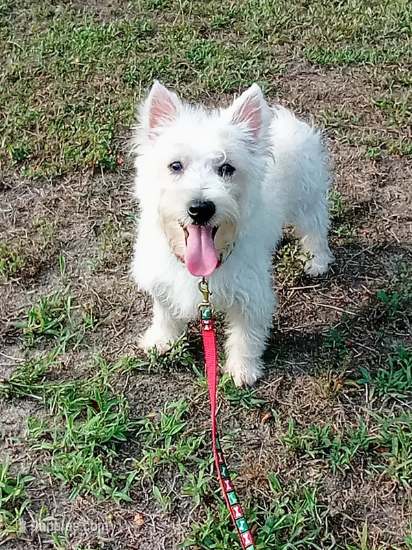 Willow – West Highland White Terrier puppy for sale in Dover, FL