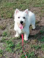 Willow, a female West Highland White Terrier for sale in Dover, FL – 1 of 1