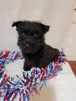 Cally, a female Cairn Terrier and West Highland White Terrier for sale in Dover, FL – 2 of 4