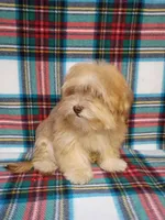 Iggy AKC full Registration , a male Havanese for sale in Dover, FL – 5 of 5