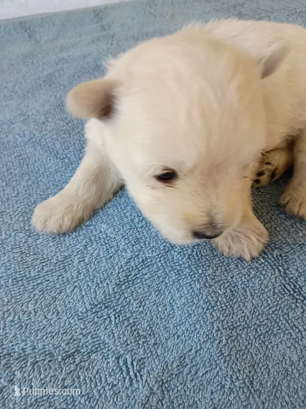 Walker – West Highland White Terrier puppy for sale in Dover, FL