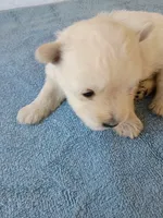 Walker, a male West Highland White Terrier for sale in Dover, FL – 1 of 1